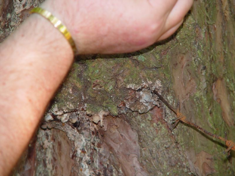 Sobibor barb wire embeddd into a tree